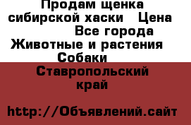 Продам щенка сибирской хаски › Цена ­ 8 000 - Все города Животные и растения » Собаки   . Ставропольский край